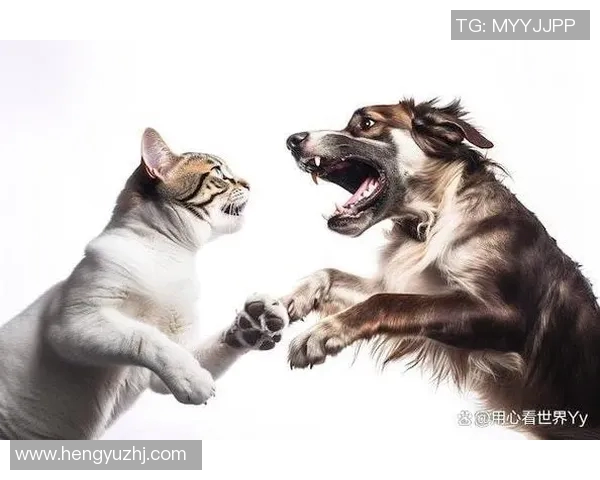 阿雅克肖与勒队激战即将上演谁能在这场较量中笑到最后